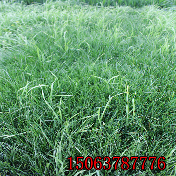 邵阳牧草种子批发市场在哪里