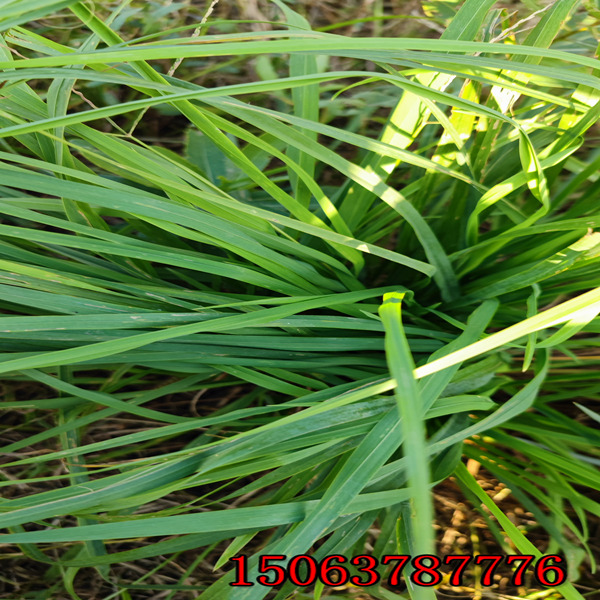 嘉峪关牧草种子批发市场在哪里