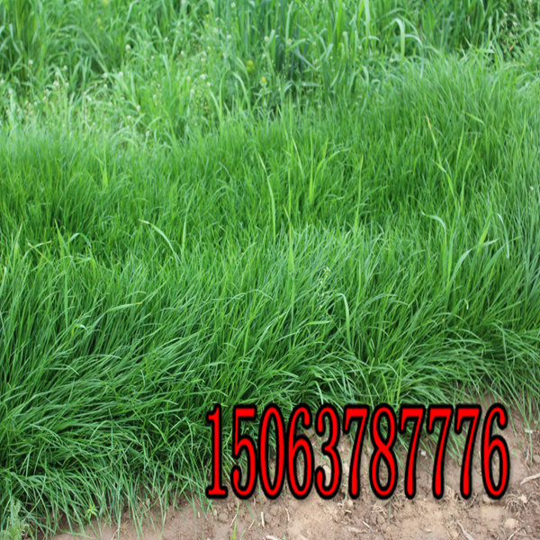 昭通牧草种子批发市场