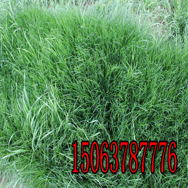 昭通牧草种子批发市场