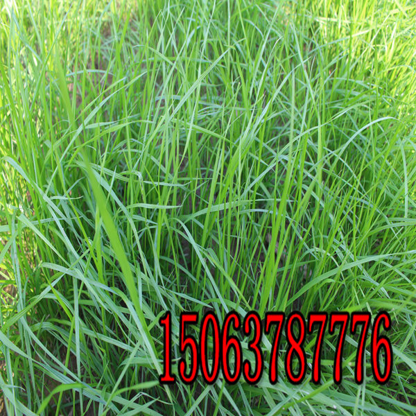昭通牧草种子批发市场