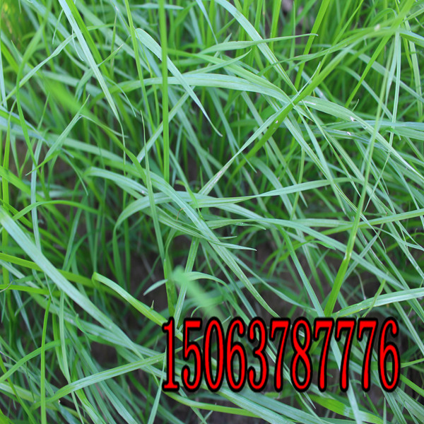 晋城牧草种子批发市场