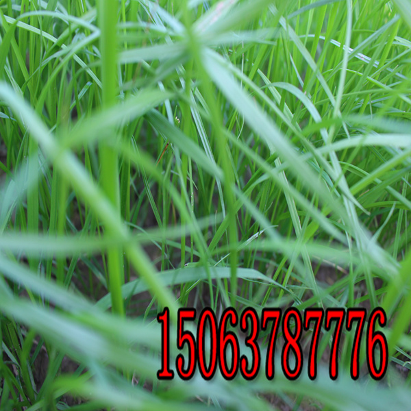 衢州牧草种子批发市场在哪里