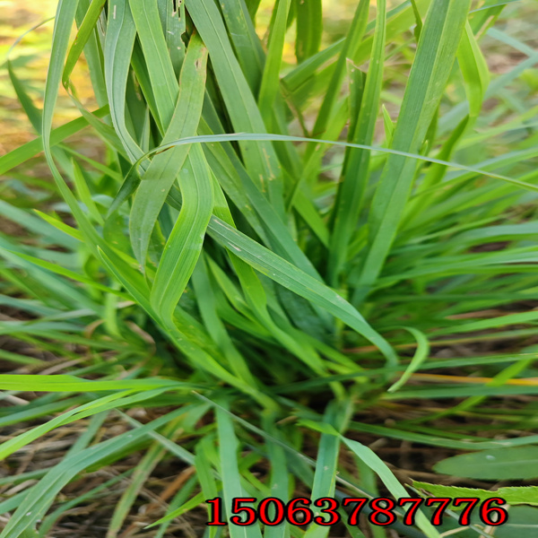 嘉峪关牧草种子批发