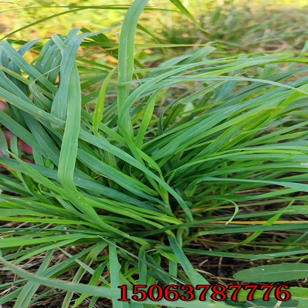 济宁亳州牧草种子批发市场在哪里