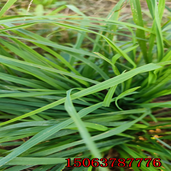 鹰潭牧草种子批发价格