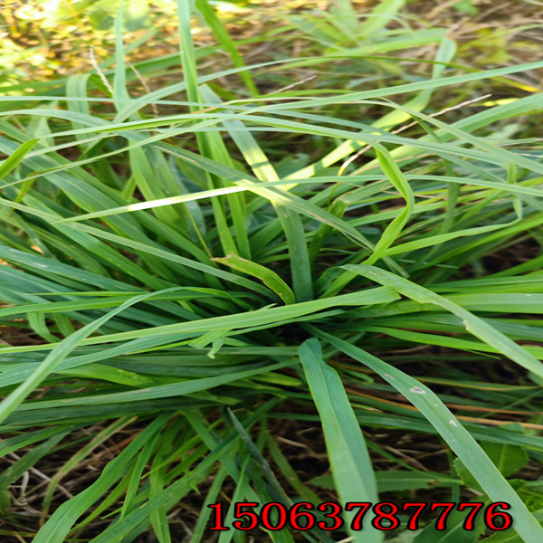 宜春牧草种子批发