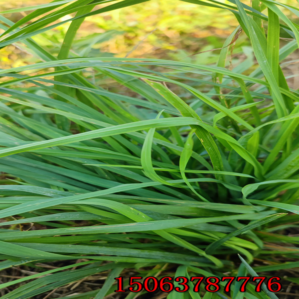 宜春牧草种子批发