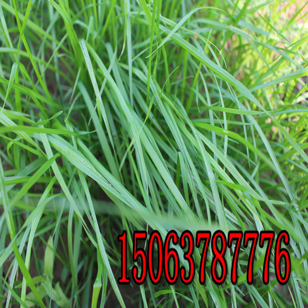 崇左牧草种子批发市场在哪里