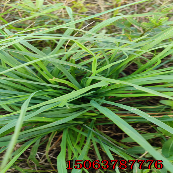 崇左牧草种子批发市场在哪里