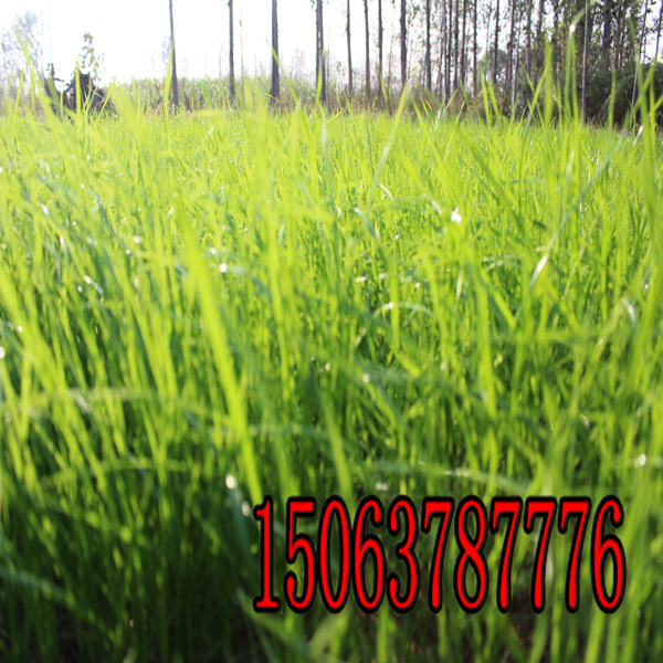 崇左牧草种子批发市场在哪里