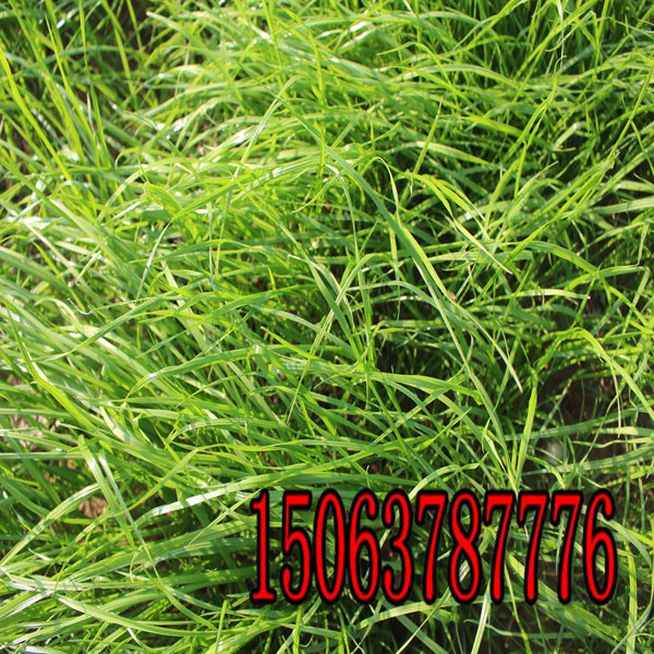 平凉牧草种子批发市场