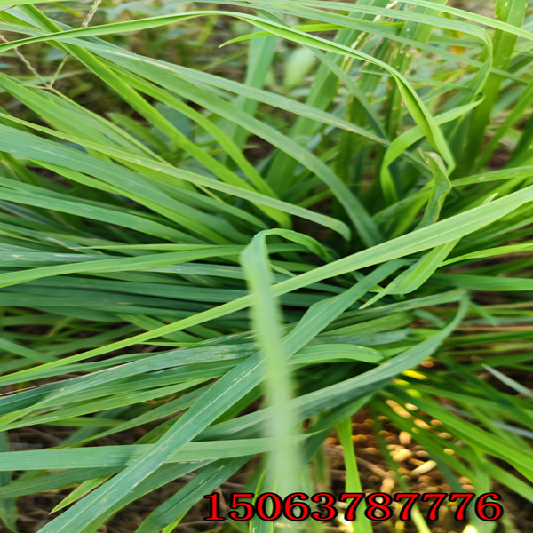 平凉牧草种子批发市场