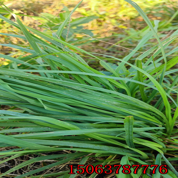山西牧草种子批发