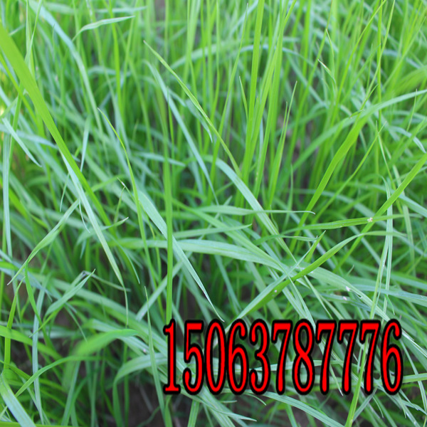 贵州牧草种子批发市场