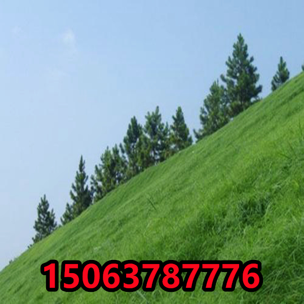 绿化草坪种子