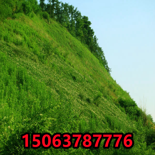 护坡种什么草好,边坡上种什么