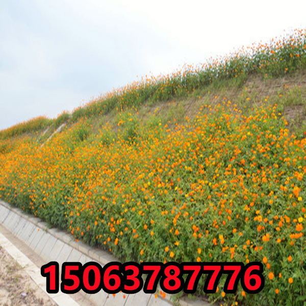 护坡种什么草好,边坡上种什么