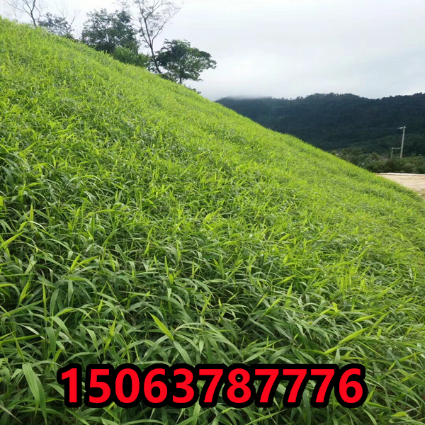 边坡景观绿化种子