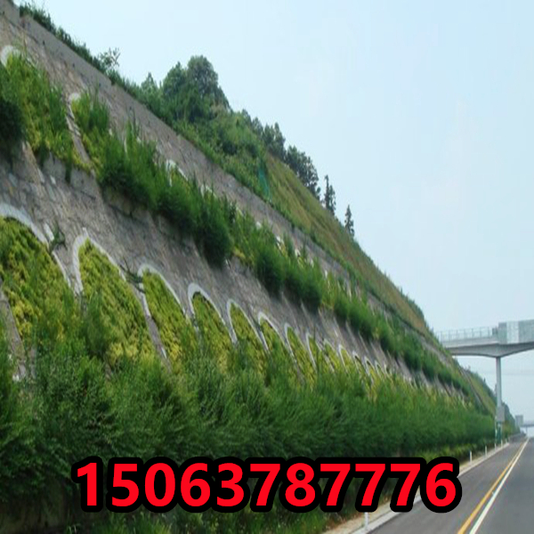 护坡种啥