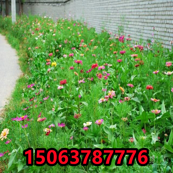 边坡一般种什么好看呢