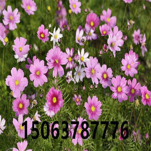 护坡种的花呢？