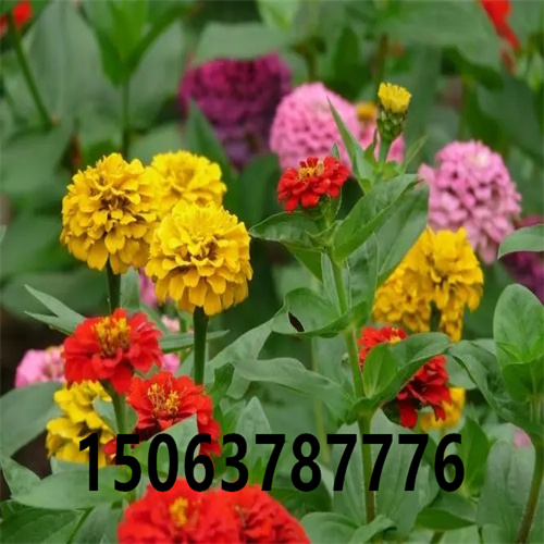 护坡种的花呢？