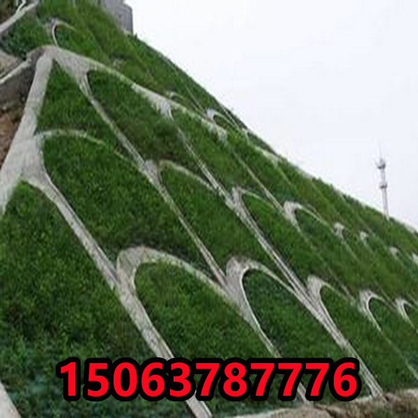 边坡防护种什么植物呢？